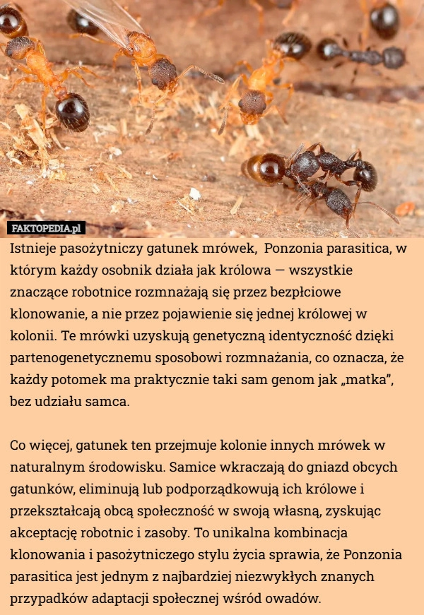 
    Istnieje pasożytniczy gatunek mrówek,  Ponzonia parasitica, w którym każdy