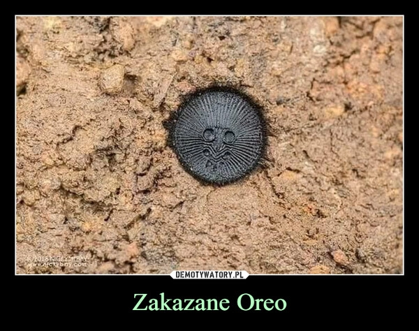 
    Zakazane Oreo