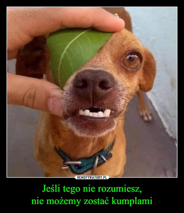
    Jeśli tego nie rozumiesz,
nie możemy zostać kumplami