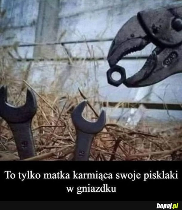 
    Przyroda jest niesamowita