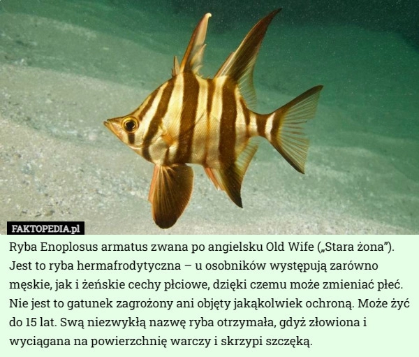 
    Ryba Enoplosus armatus zwana po angielsku Old Wife („Stara żona”). Jest...