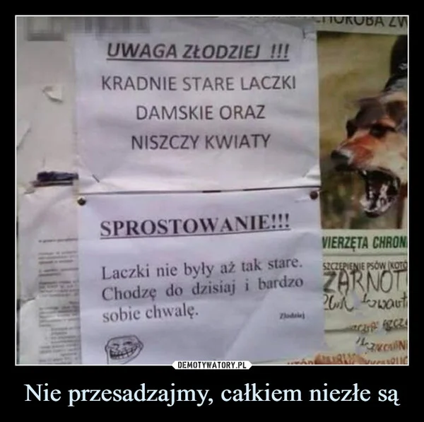 
    Nie przesadzajmy, całkiem niezłe są