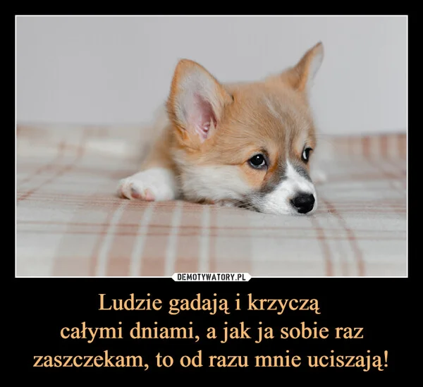 
    Ludzie gadają i krzyczą całymi dniami, a jak ja sobie raz zaszczekam, to od razu mnie uciszają!