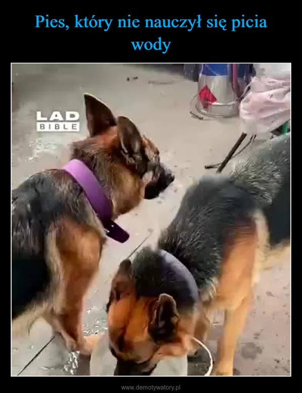
    Pies, który nie nauczył się picia wody