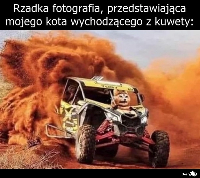 
    Kot wychodzący z kuwety 