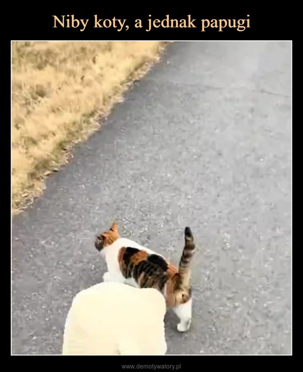 Niby koty, a jednak papugi