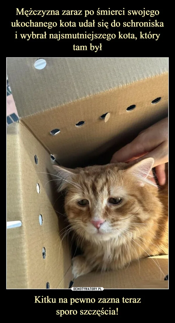 
    Mężczyzna zaraz po śmierci swojego ukochanego kota udał się do schroniska i wybrał najsmutniejszego kota, który tam był Kitku na pewno zazna teraz sporo szczęścia!