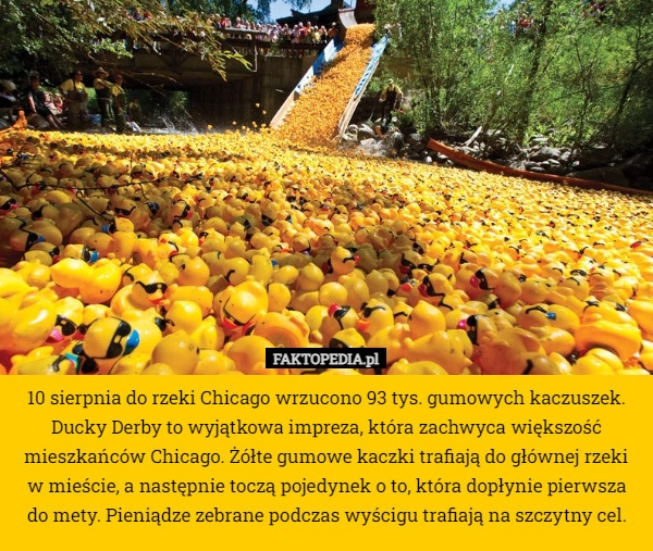 
    10 sierpnia do rzeki Chicago wrzucono 93 tys. gumowych kaczuszek. Ducky