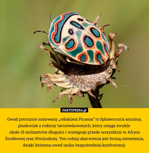 
    Owad potocznie nazywany „robakiem Picassa” to Sphaerocoris annulus, pluskwiak