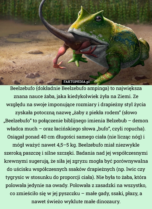 
    Beelzebufo (dokładnie Beelzebufo ampinga) to największa znana nauce żaba,