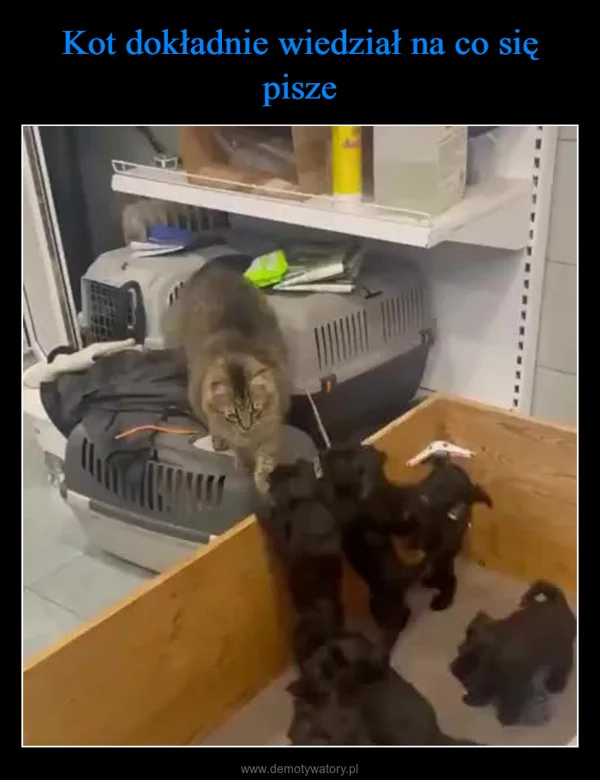 
    Kot dokładnie wiedział na co się pisze