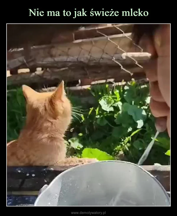 
    Nie ma to jak świeże mleko