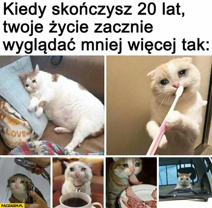 
    Kiedy skończysz 20 lat Twoje życie zacznie wyglądać mniej więcej tak smutny kot