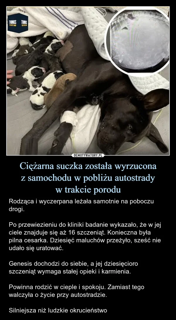 
    Ciężarna suczka została wyrzucona z samochodu w pobliżu autostrady w trakcie porodu