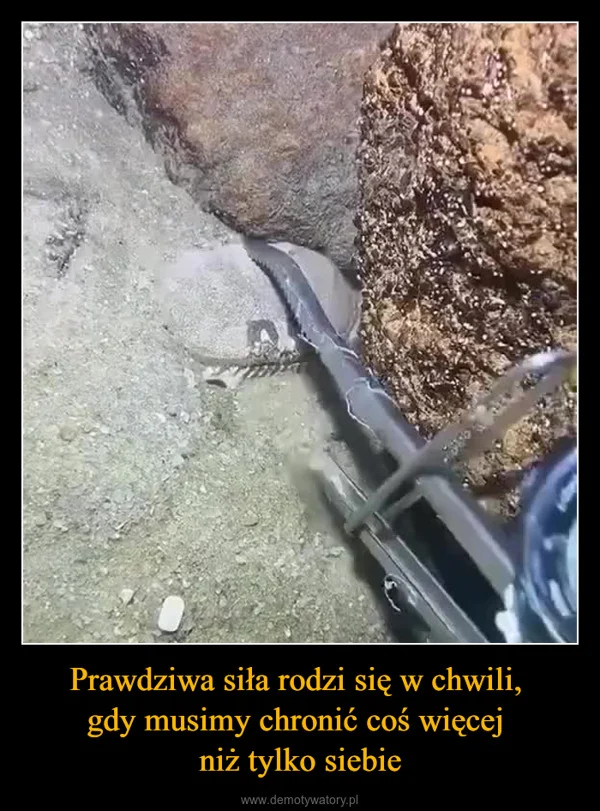 
    Prawdziwa siła rodzi się w chwili, gdy musimy chronić coś więcej niż tylko siebie