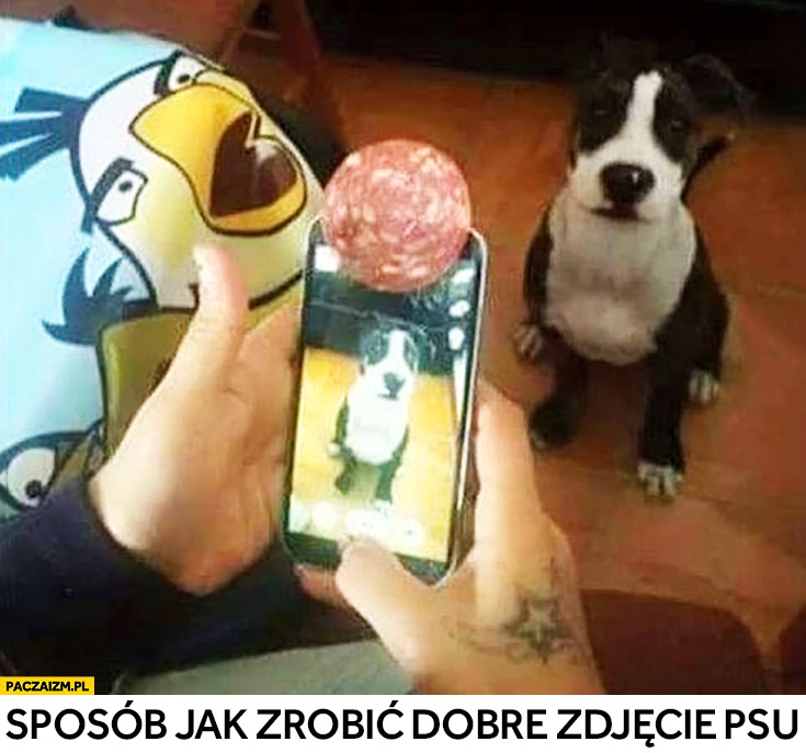 
    Sposób jak zrobić dobre zdjęcie psu plaster szynki mięsa na aparacie