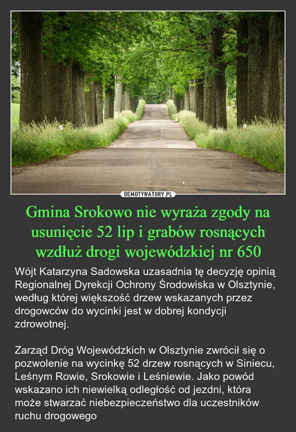 
    Gmina Srokowo nie wyraża zgody na usunięcie 52 lip i grabów rosnących wzdłuż drogi wojewódzkiej nr 650