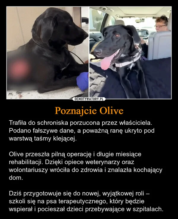 
    Poznajcie Olive