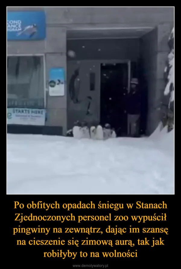 
    Po obfitych opadach śniegu w Stanach Zjednoczonych personel zoo wypuścił pingwiny na zewnątrz, dając im szansę na cieszenie się zimową aurą, tak jak robiłyby to na wolności