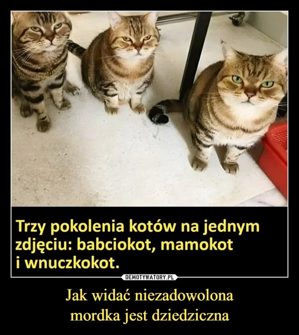 
    Jak widać niezadowolona mordka jest dziedziczna