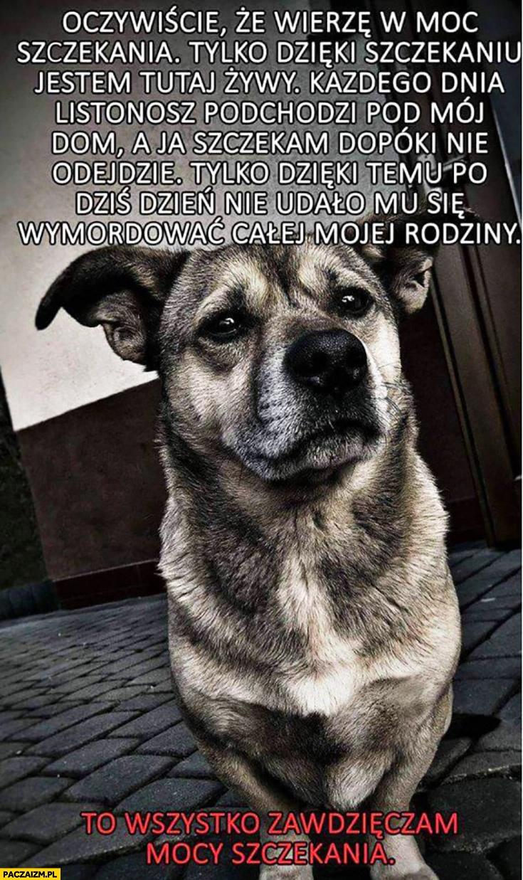 
    Pies oczywiście wierzę w moc szczekania. Listonosz podchodzi pod dom a ja szczekam dopóki nie odejdzie