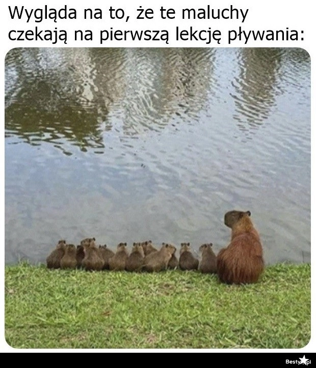 
    Pierwsza lekcja pływania 