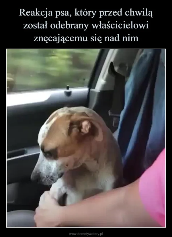 Reakcja psa, który przed chwilą został odebrany właścicielowi znęcającemu się nad nim