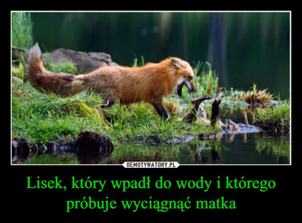 
    Lisek, który wpadł do wody i którego próbuje wyciągnąć matka