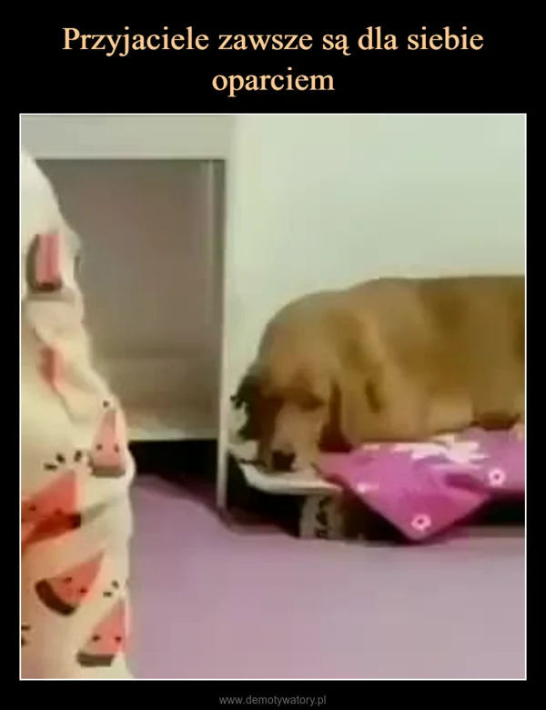 
    Przyjaciele zawsze są dla siebie oparciem