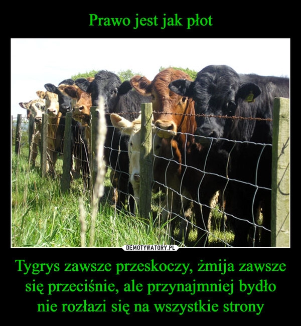 
    Prawo jest jak płot Tygrys zawsze przeskoczy, żmija zawsze się przeciśnie, ale przynajmniej bydło nie rozłazi się na wszystkie strony