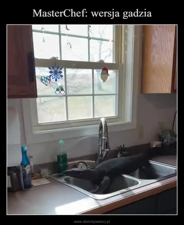 
    MasterChef: wersja gadzia