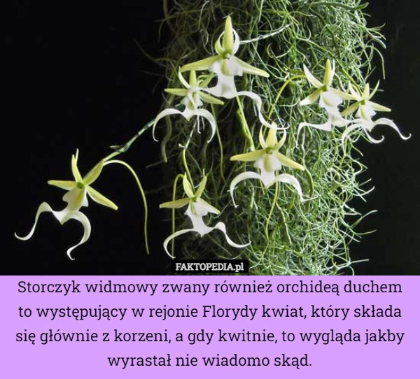 
    Storczyk widmowy zwany również orchideą duchem to występujący w rejonie