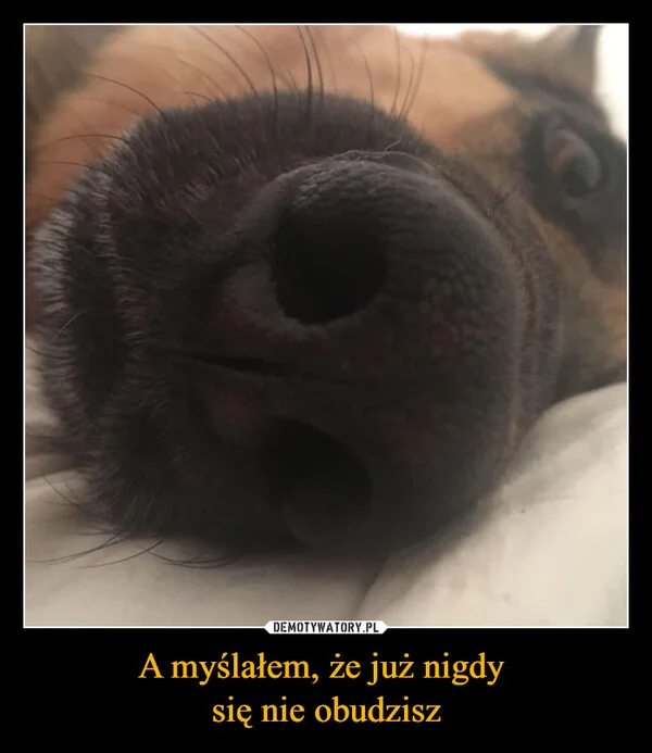 
    A myślałem, że już nigdy się nie obudzisz