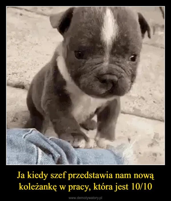 
    Ja kiedy szef przedstawia nam nową koleżankę w pracy, która jest 10/10