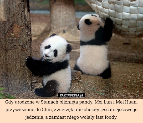 
    Gdy urodzone w Stanach bliźnięta pandy, Mei Lun i Mei Huan, przywieziono