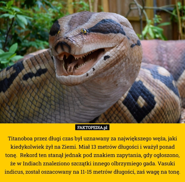 
    Titanoboa przez długi czas był uznawany za największego węża, jaki kiedykolwiek