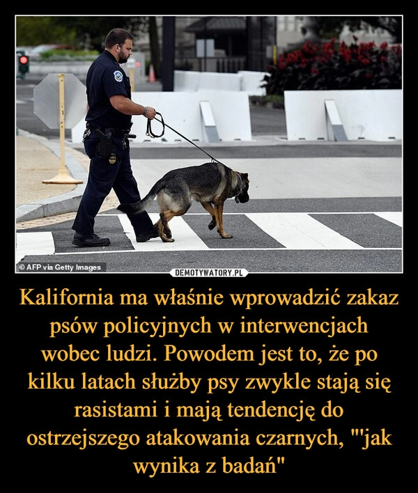 
    Kalifornia ma właśnie wprowadzić zakaz psów policyjnych w interwencjach wobec ludzi. Powodem jest to, że po kilku latach służby psy zwykle stają się rasistami i mają tendencję do ostrzejszego atakowania czarnych, "'jak wynika z badań"