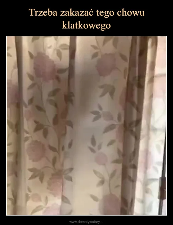 Trzeba zakazać tego chowu klatkowego