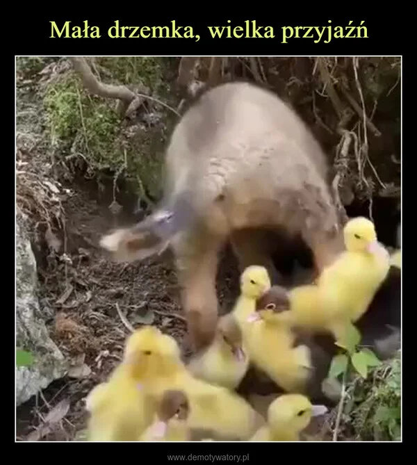 
    Mała drzemka, wielka przyjaźń