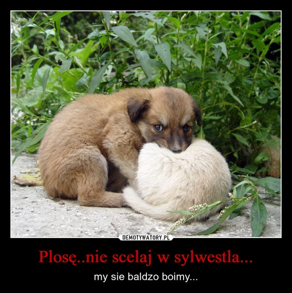 
    Plosę..nie scelaj w sylwestla...