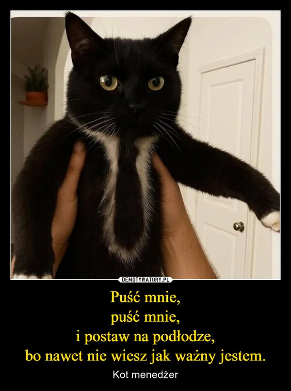 
    Puść mnie, puść mnie, i postaw na podłodze, bo nawet nie wiesz jak ważny jestem.