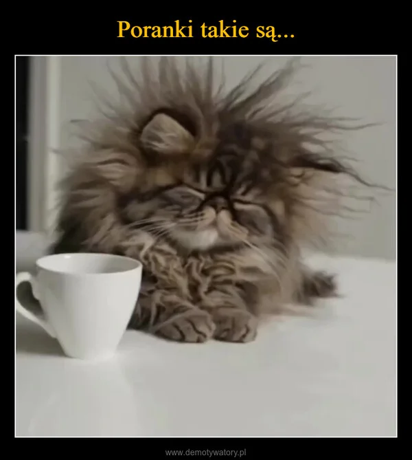 
    Poranki takie są...