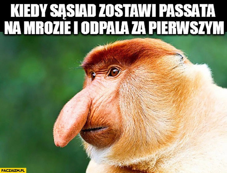 
    Kiedy sąsiad zostawi Passata na mrozie i odpala za pierwszym razem. Typowy Polak nosacz