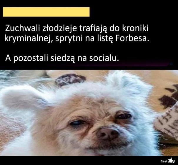 
    Złodzieje 