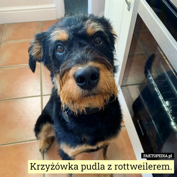 
    Krzyżówka pudla z rottweilerem.