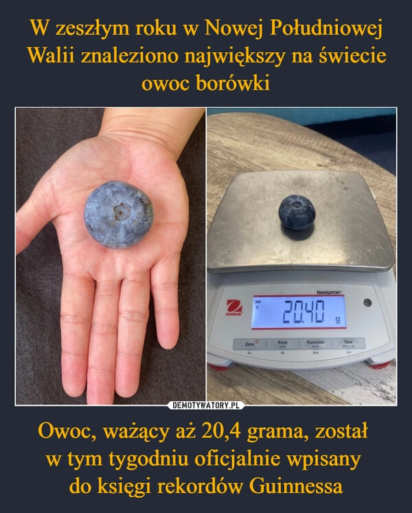 
    W zeszłym roku w Nowej Południowej Walii znaleziono największy na świecie owoc borówki Owoc, ważący aż 20,4 grama, został 
w tym tygodniu oficjalnie wpisany 
do księgi rekordów Guinnessa