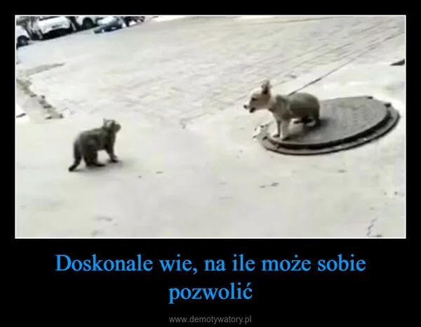 
    Doskonale wie, na ile może sobie pozwolić