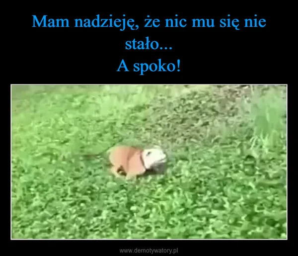 
    Mam nadzieję, że nic mu się nie stało... A spoko!