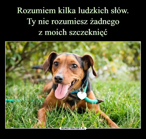 Rozumiem kilka ludzkich słów. Ty nie rozumiesz żadnego z moich szczeknięć