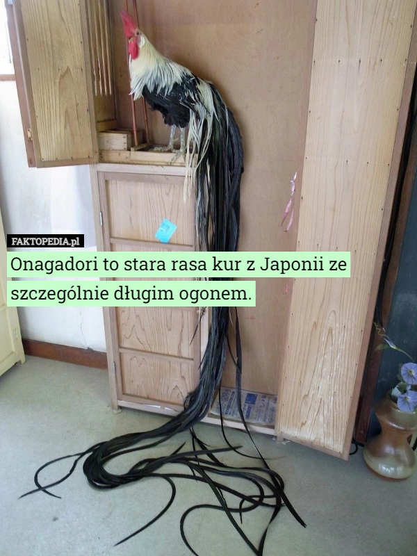 
    Onagadori to stara rasa kur z Japonii ze szczególnie długim ogonem.